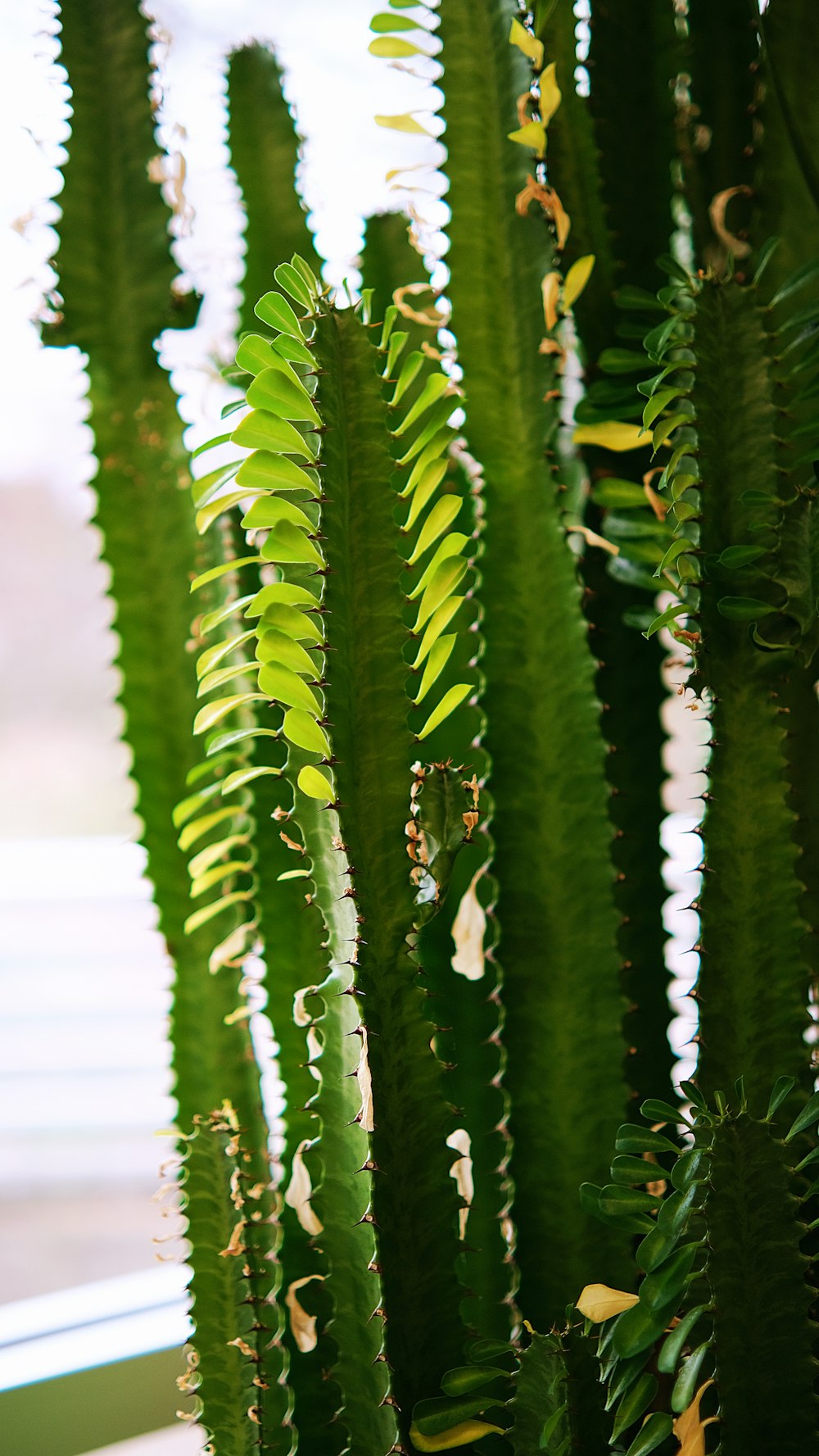 a close up of a plant with many leaves