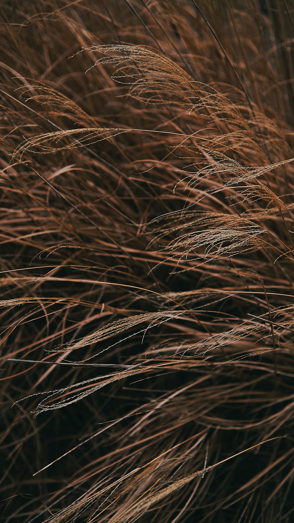 a close up of a bunch of brown grass