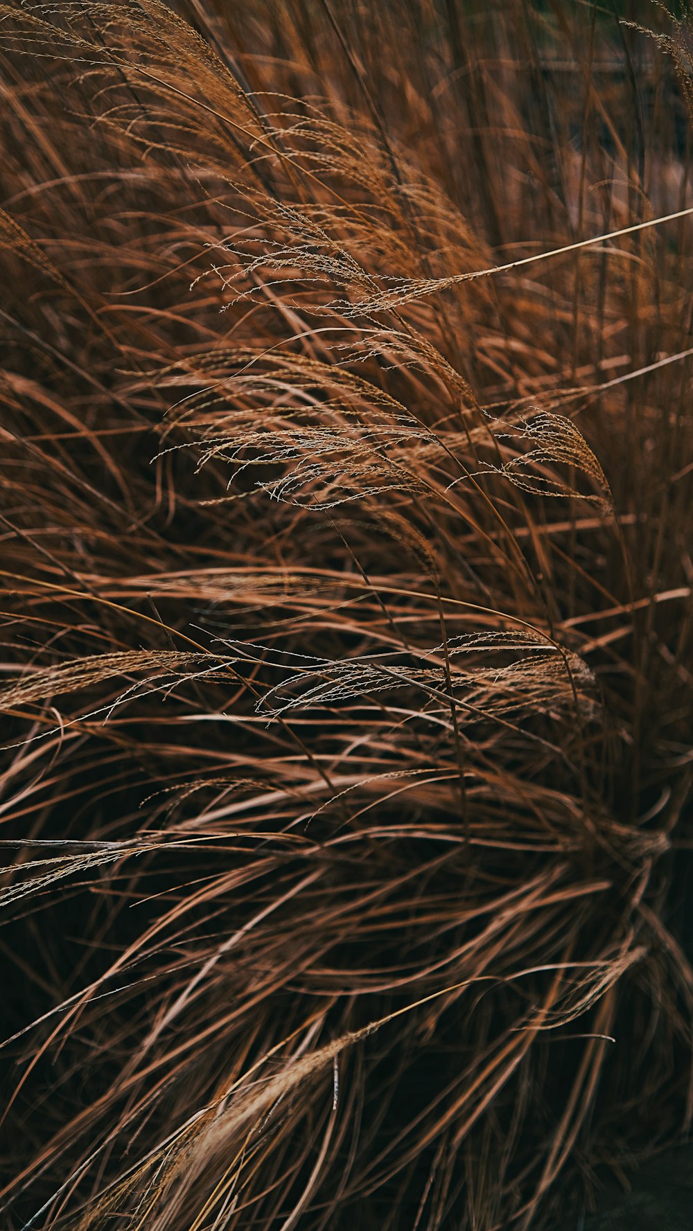 a close up of a bunch of brown grass