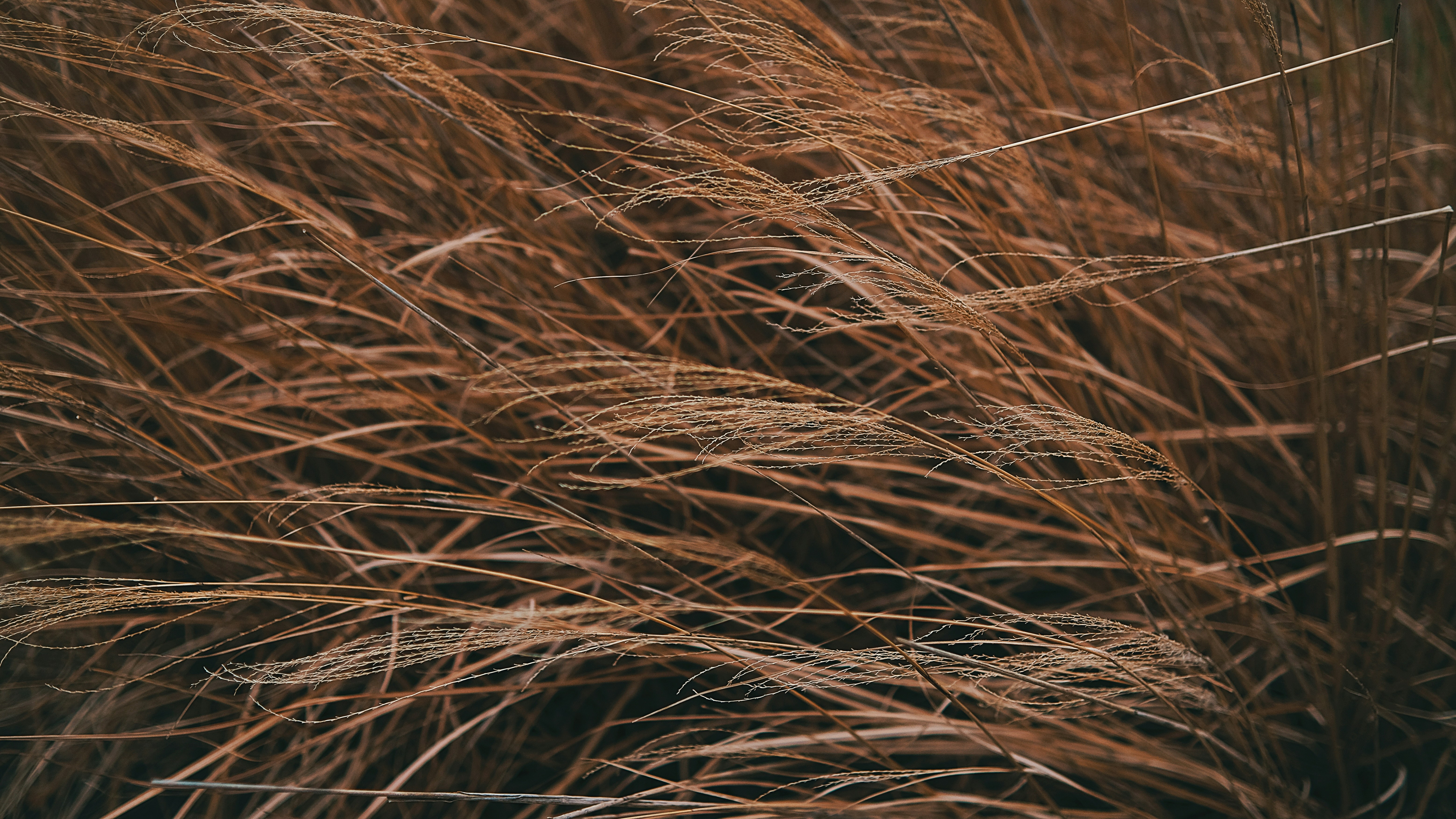 Photo by leiadakrozjhen