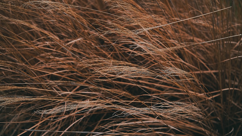 a close up of a bunch of brown grass