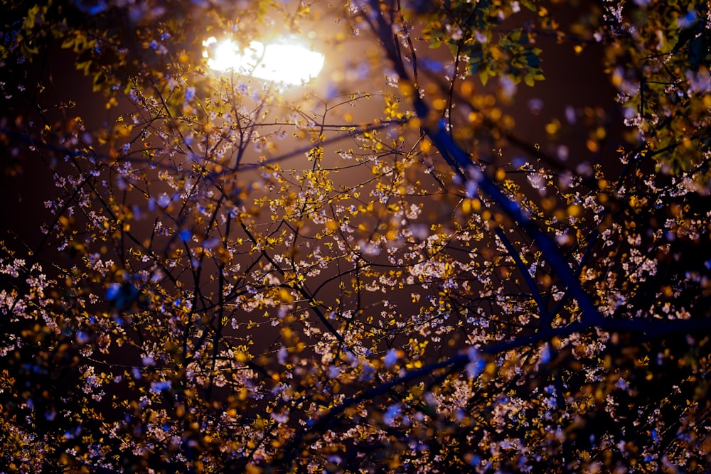 a street light shines through the branches of a tree