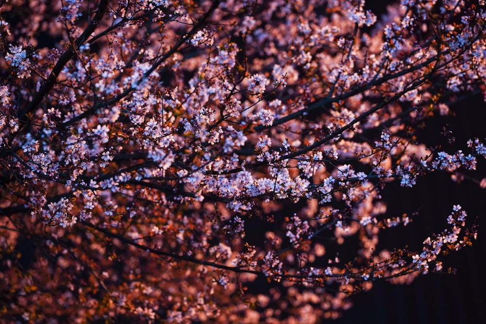 Un gran árbol con muchas flores rosadas