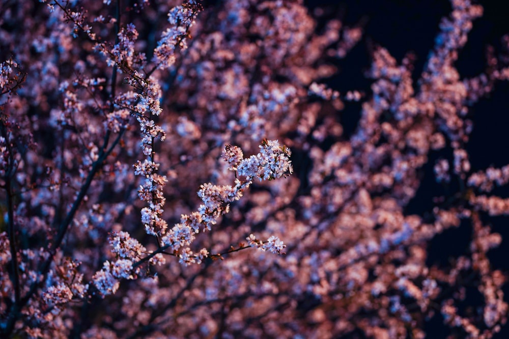 a close up of a tree with purple flowers