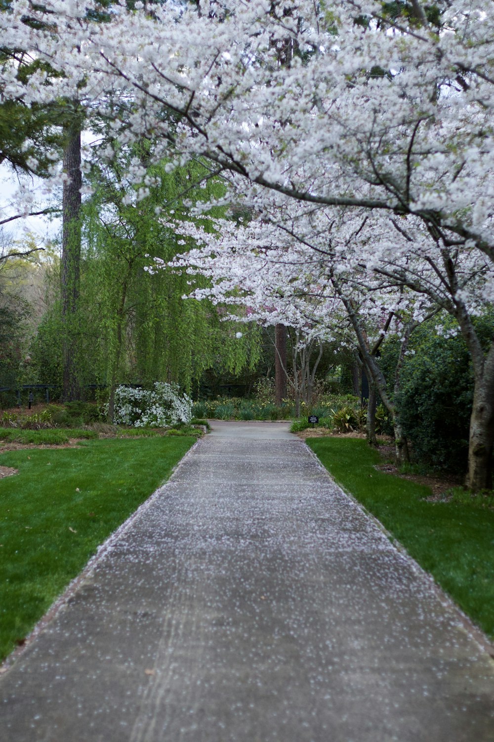 a walkway in the middle of a park lined with trees