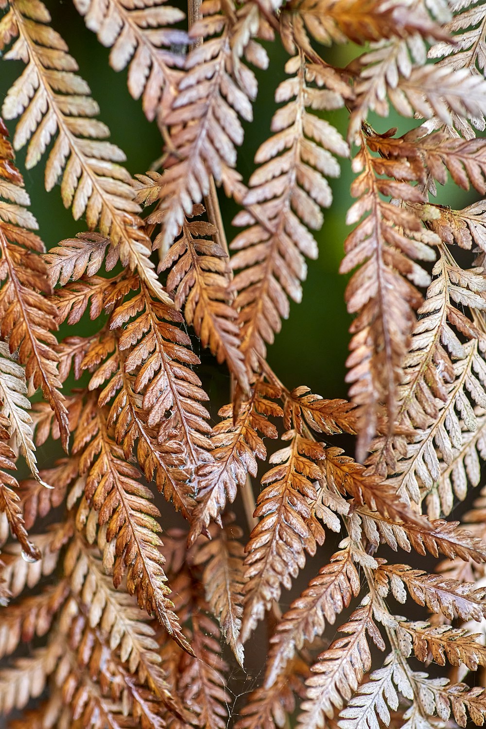 a close up of a plant with brown leaves