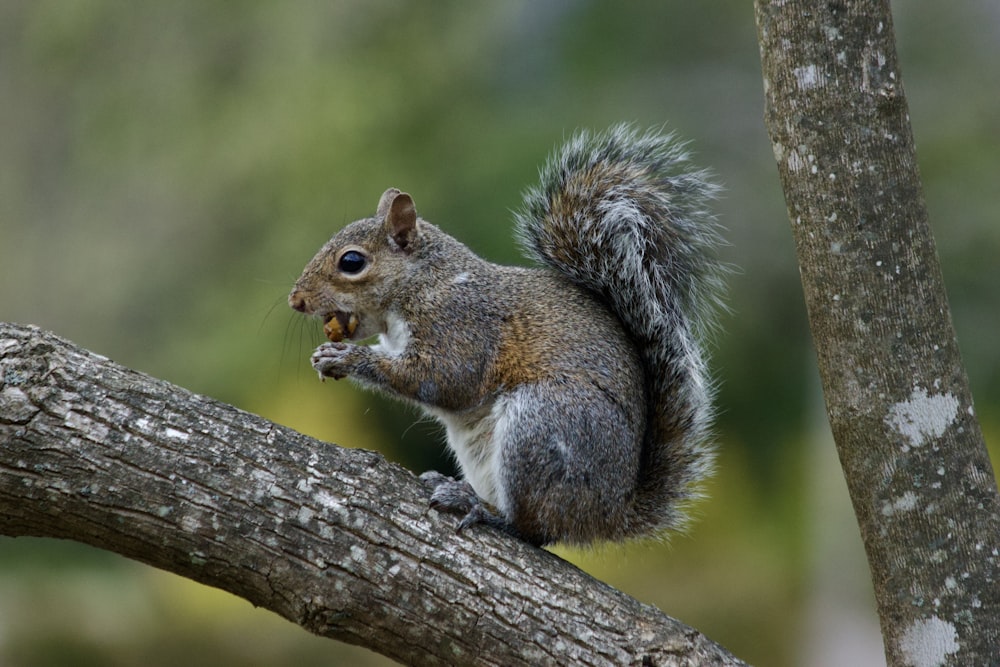 a squirrel sitting on top of a tree branch