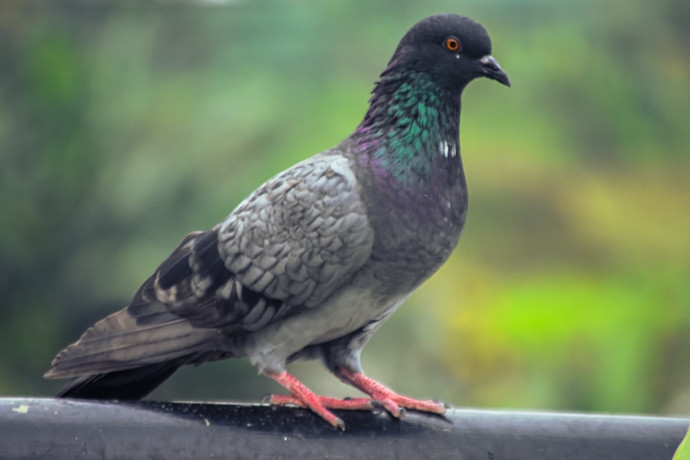 a bird sitting on top of a metal rail