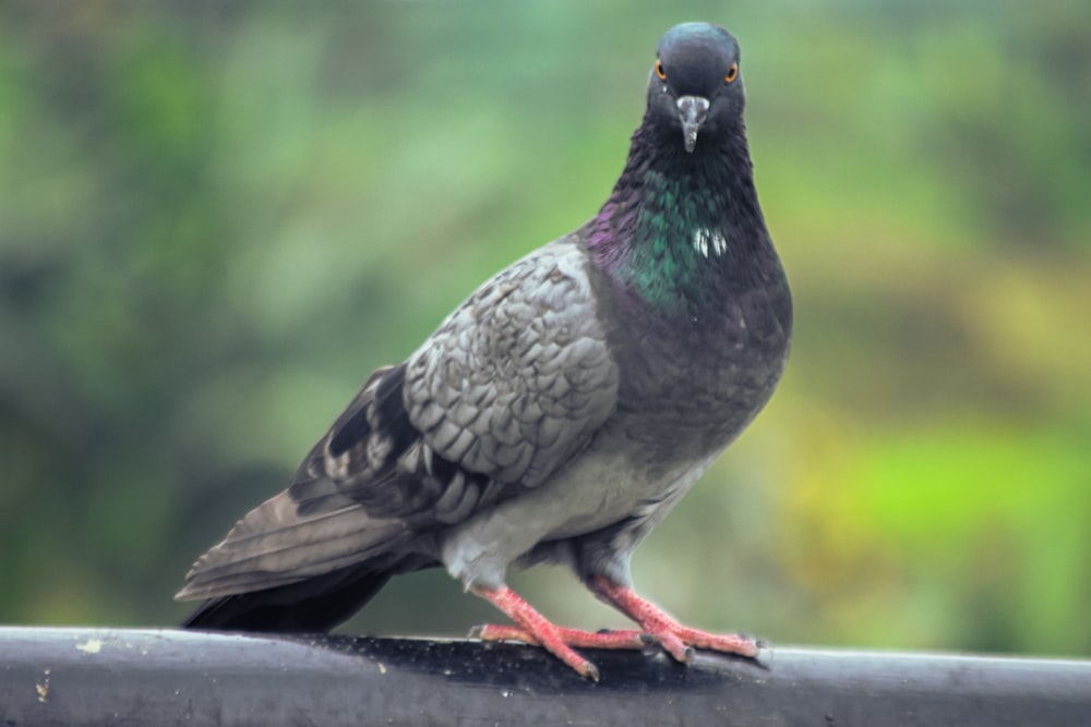 a close up of a bird on a rail