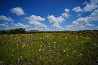 A wide shot of a wildflower meadow stretching toward a bright, clear sky.
