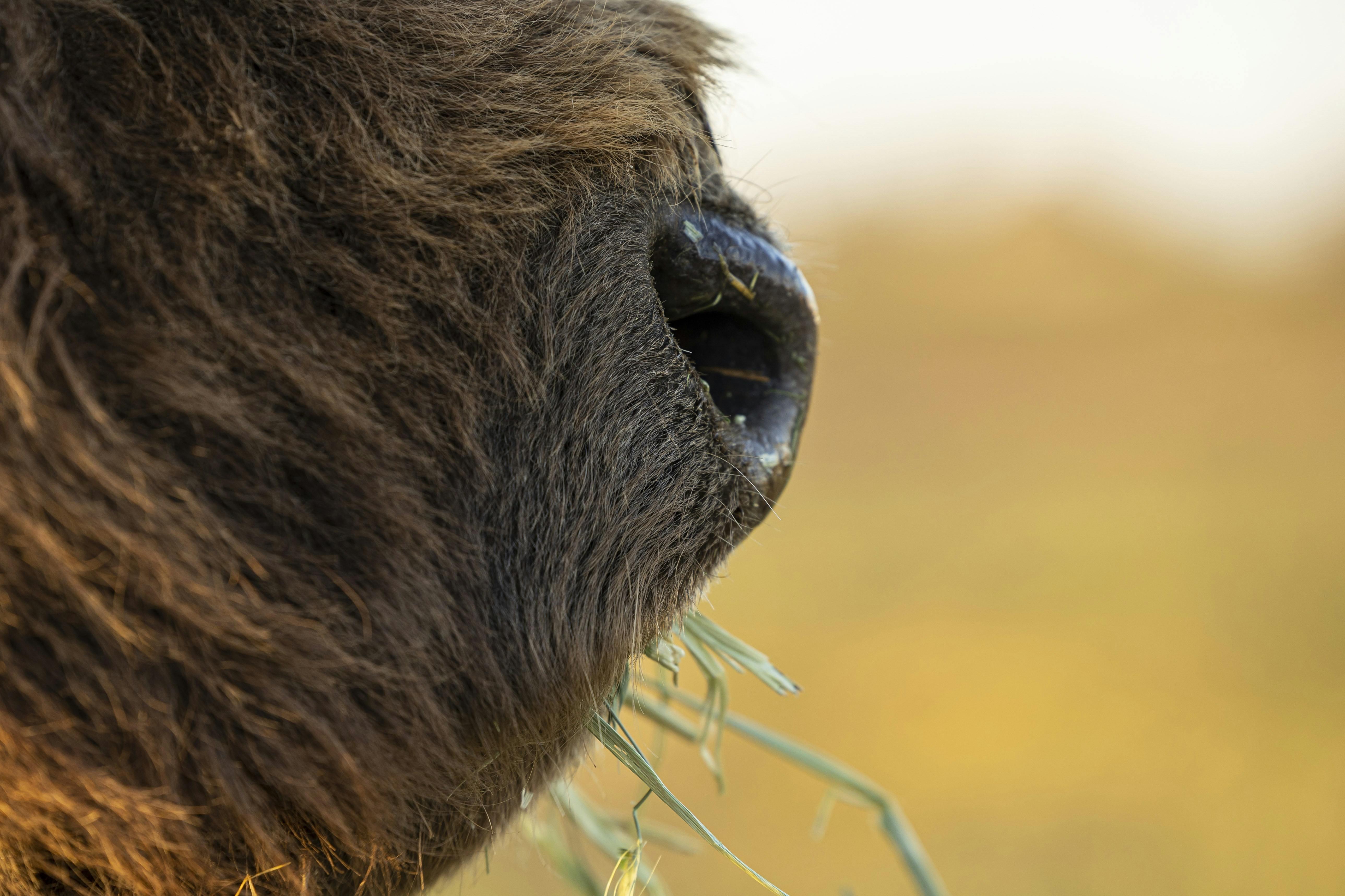 Photo by leo_visions_