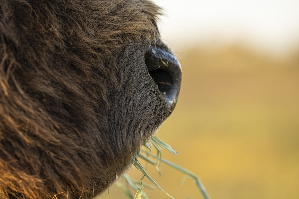 a close up of a cow's eye with grass in it's eye