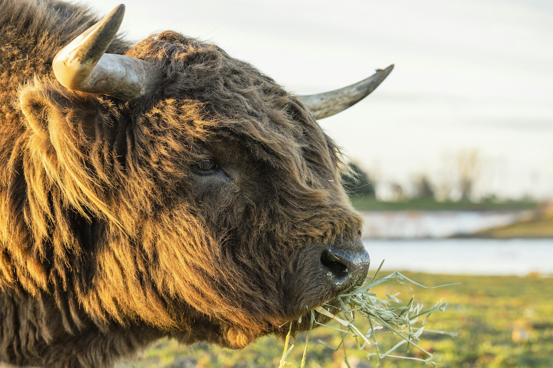 A close-up of a gentle mini Highland cow with its shaggy reddish-brown coat and curious eyes, standing in a sunlit pasture at f5 farm life.