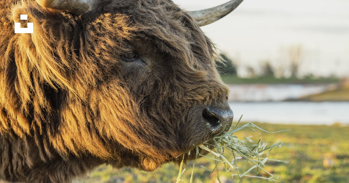 A close up of a bison eating grass in a field photo โ Free Bull Image ... Biology Diagrams