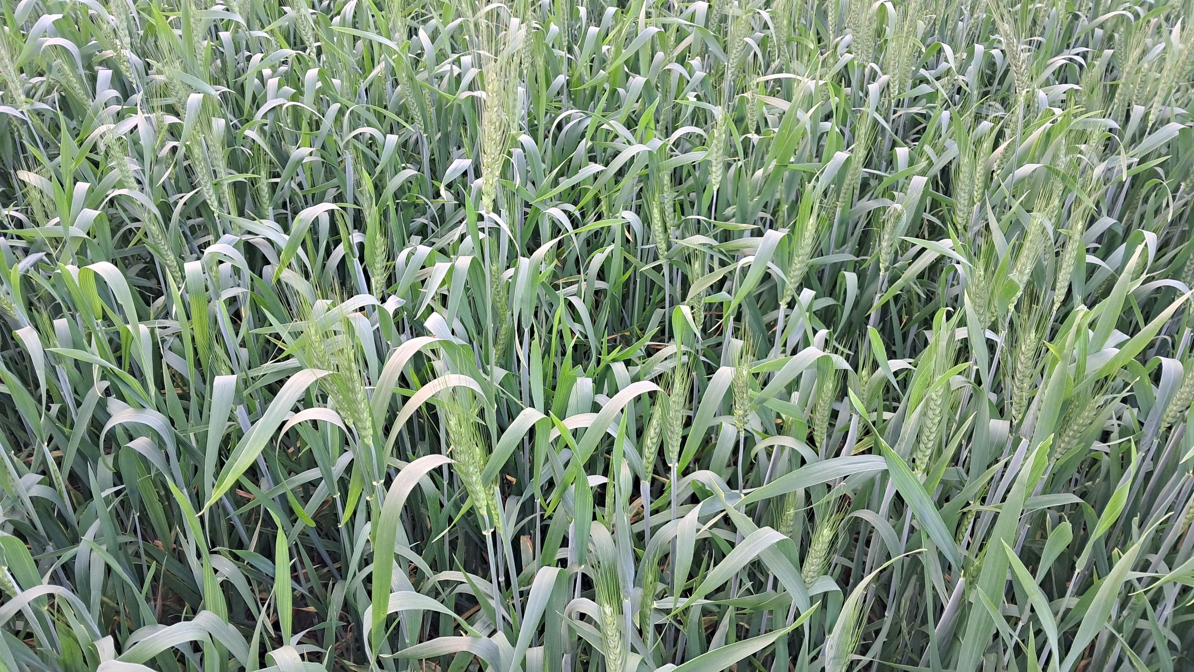 HMK Madde 50: Taraf Ehliyeti Üzerine Kapsamlı Bir Rehber