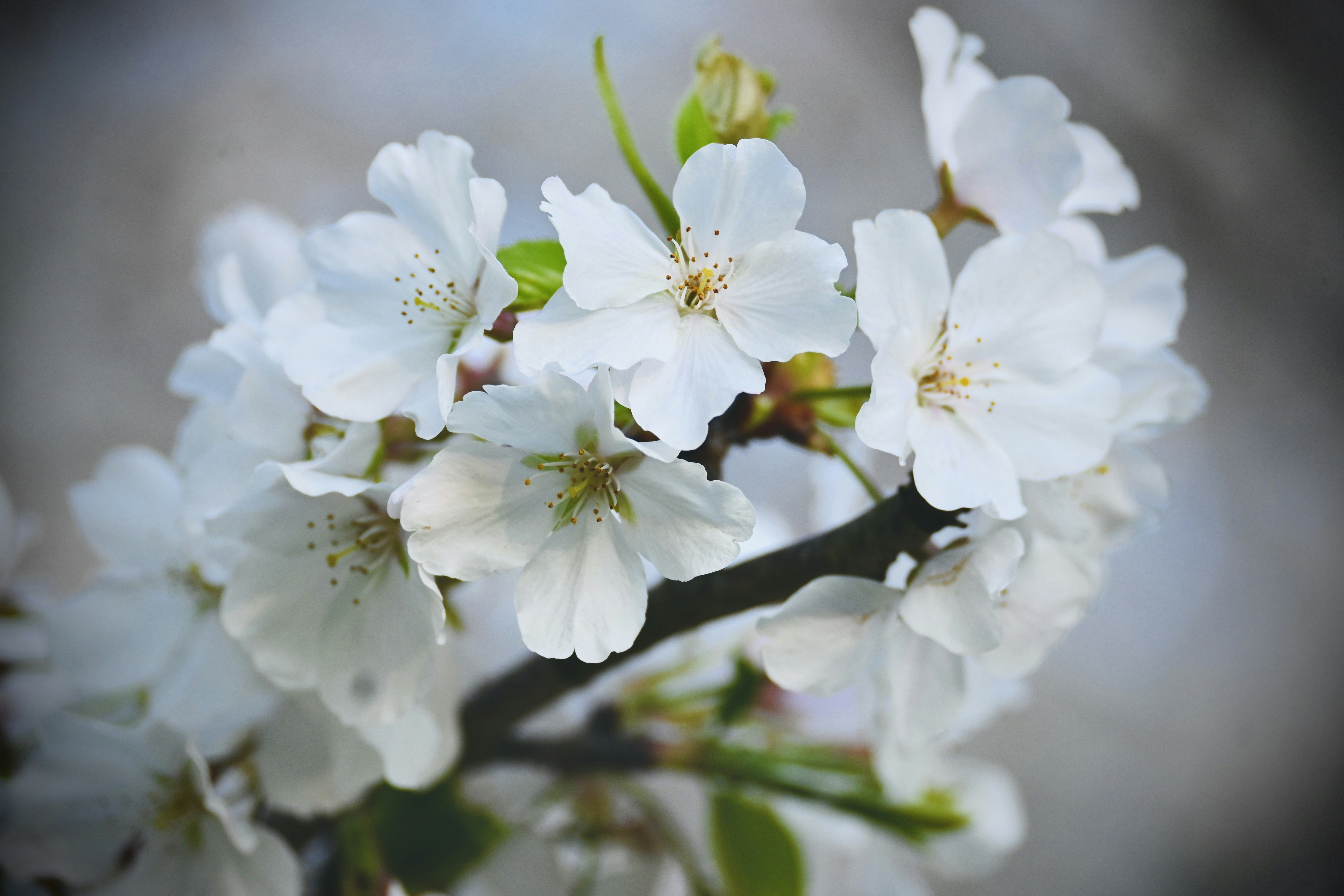 Photo by vijetha_surakanti