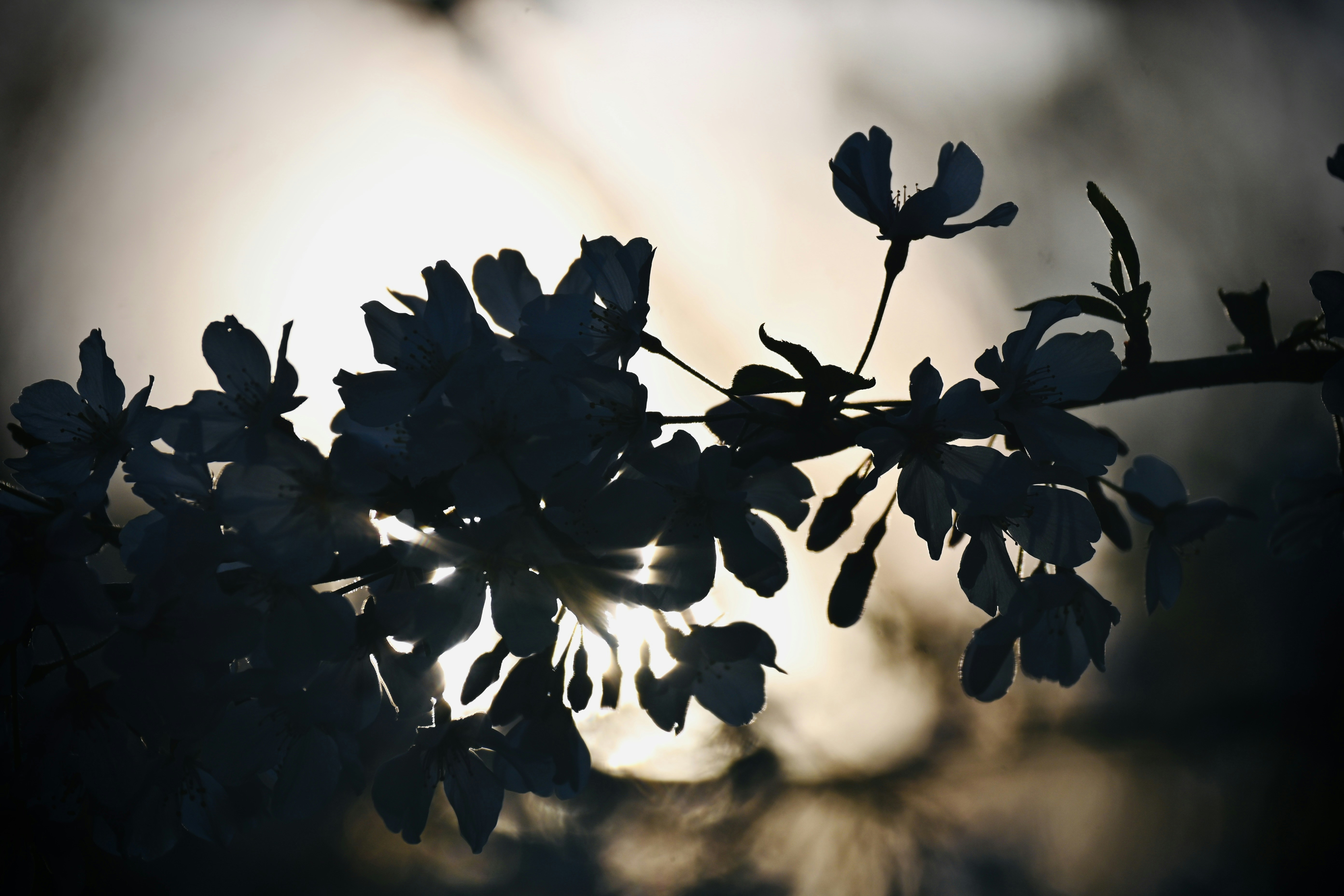 Photo by vijetha_surakanti