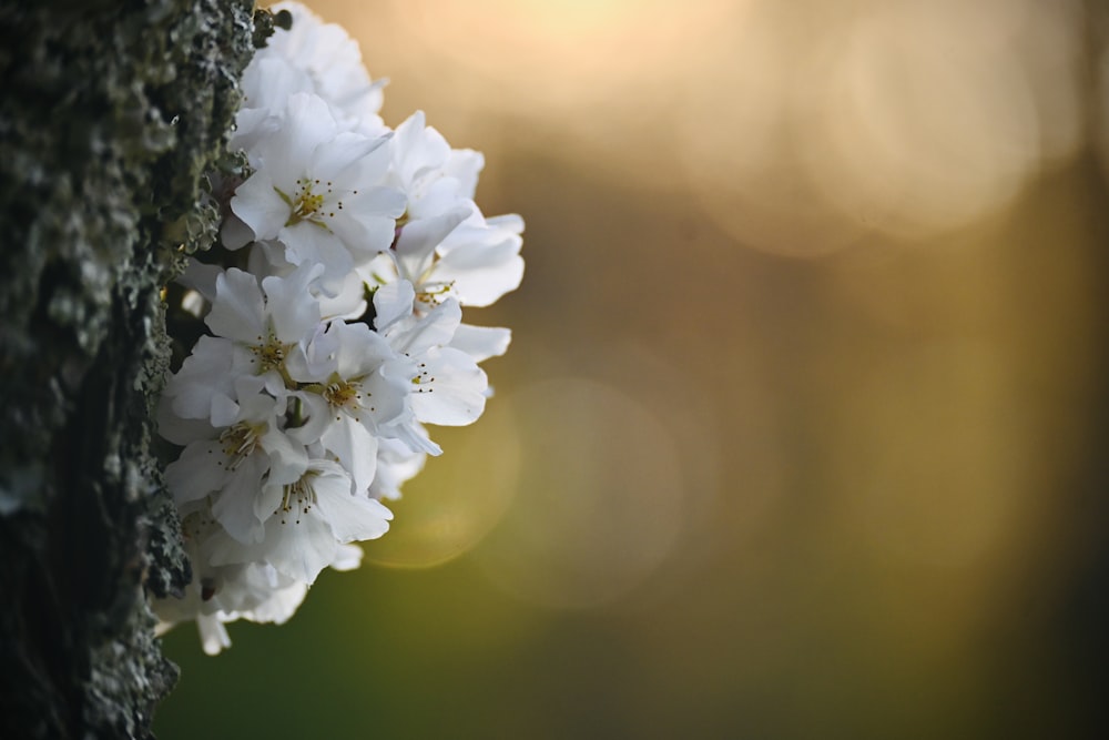 a cluster of white flowers growing on the bark of a tree