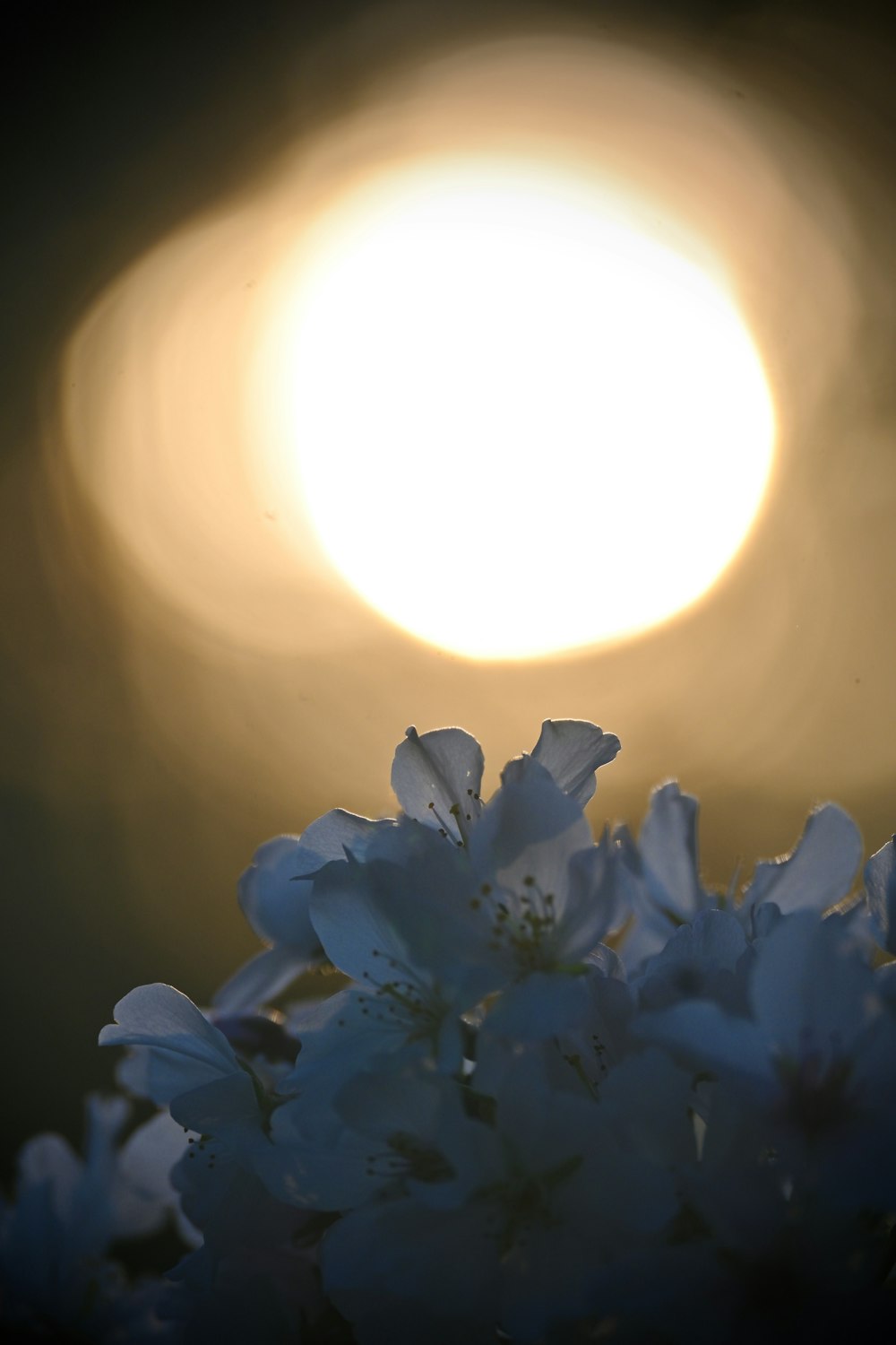 a close up of a bunch of flowers with the sun in the background