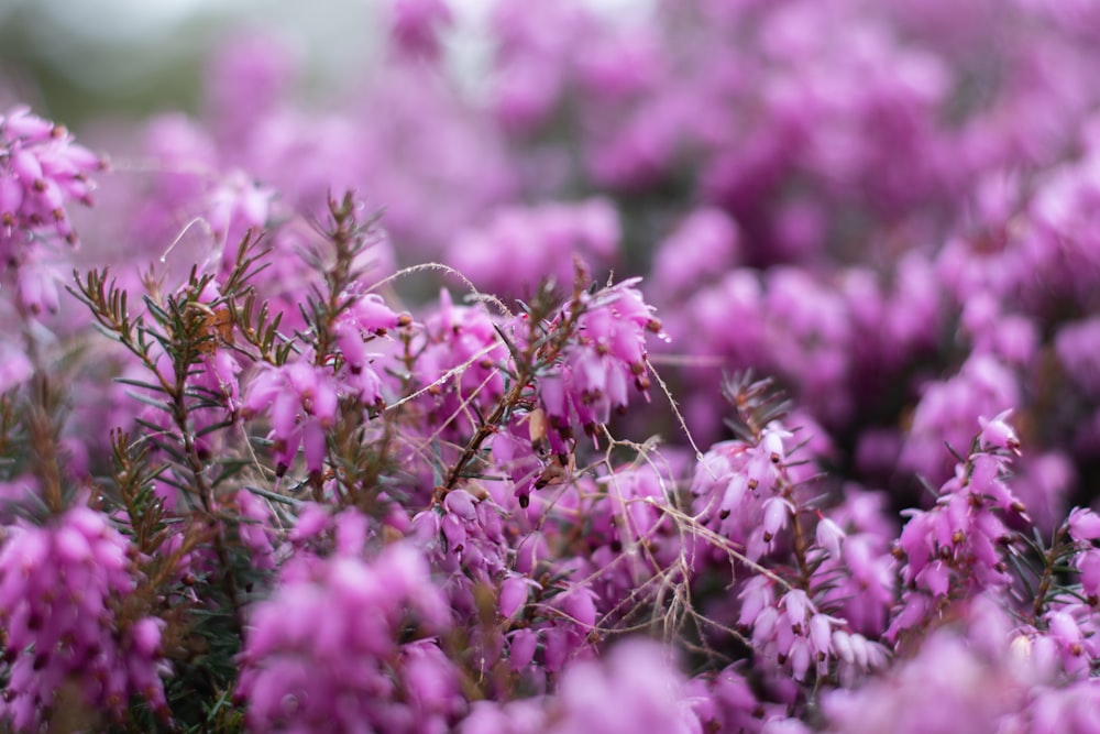 a close up of a bunch of purple flowers