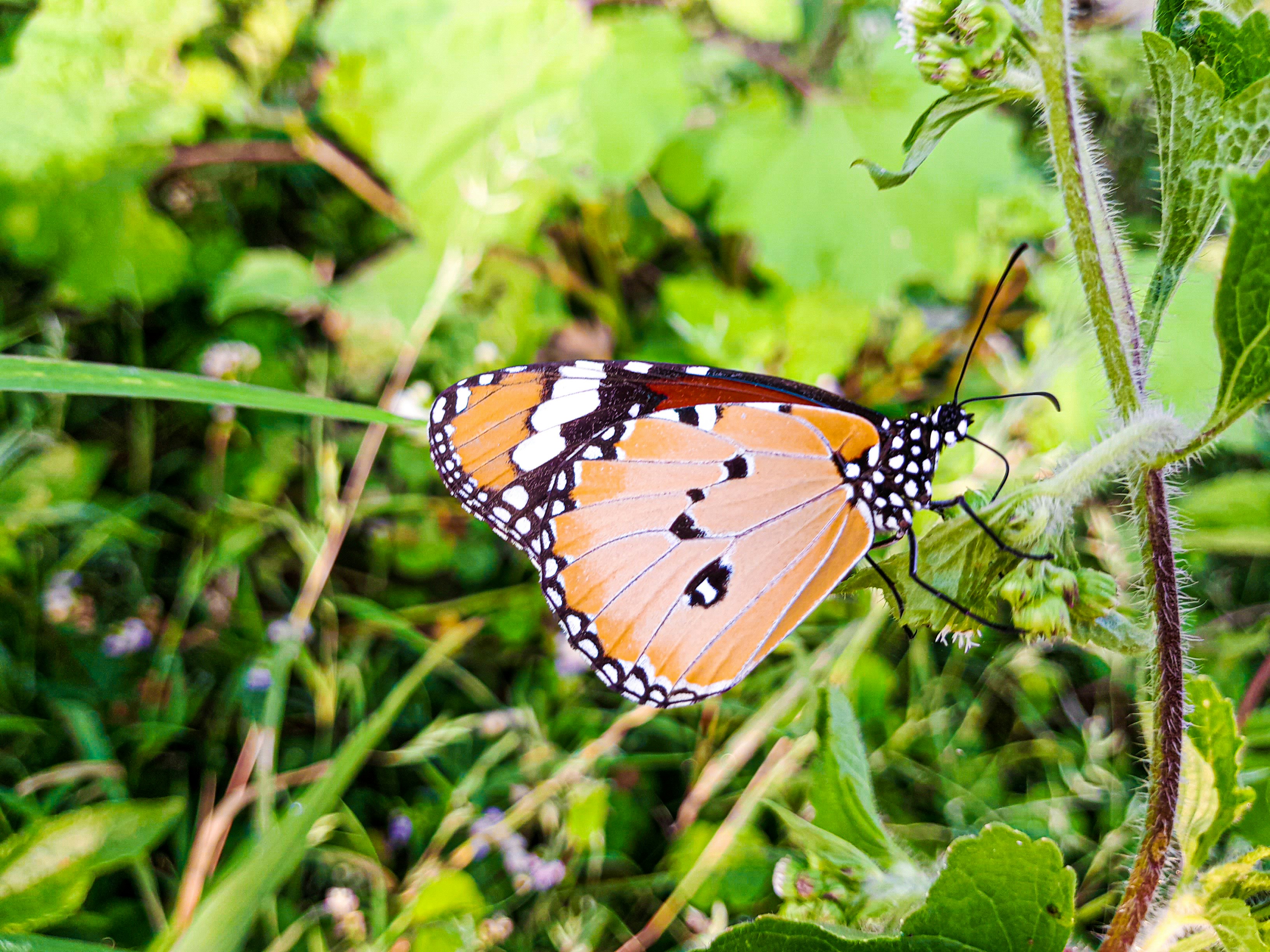 Photo by maharaja996523