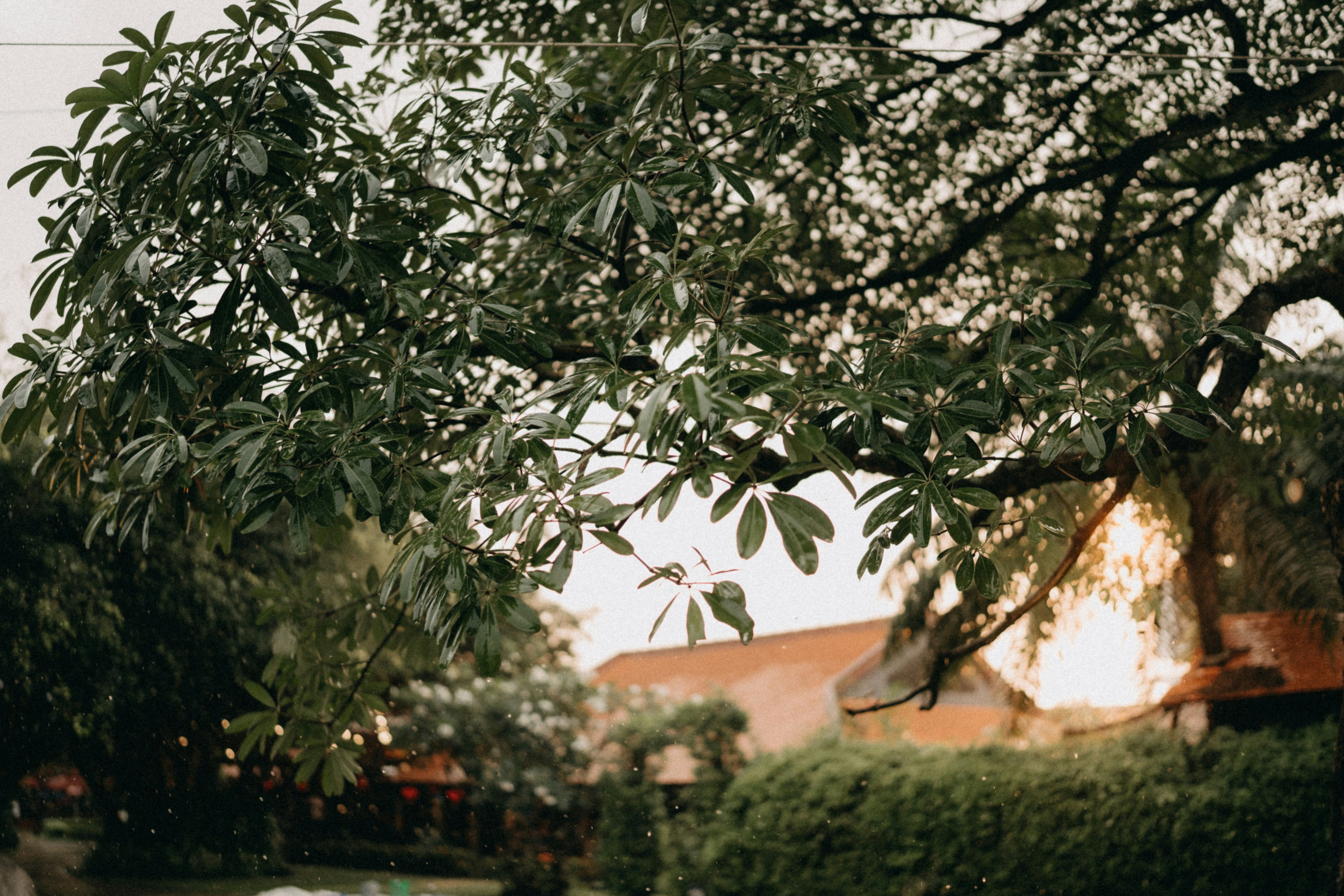 Photo by nguyentrungnguyen