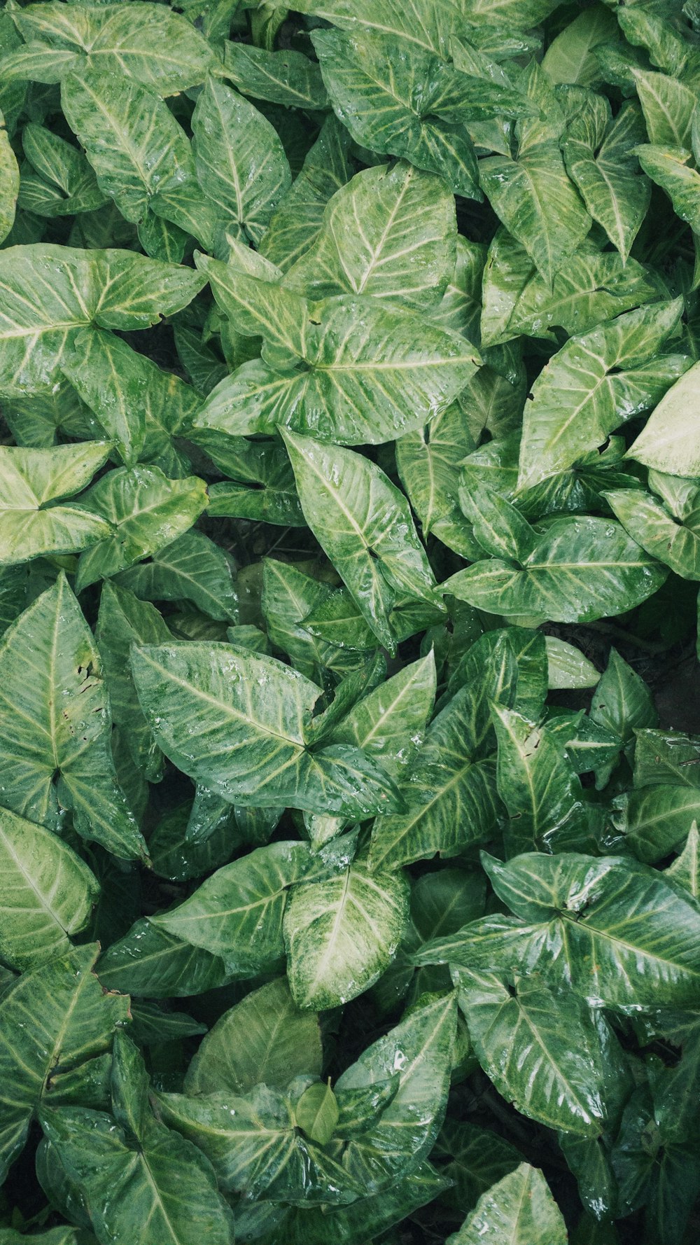 a close up of a green plant with lots of leaves