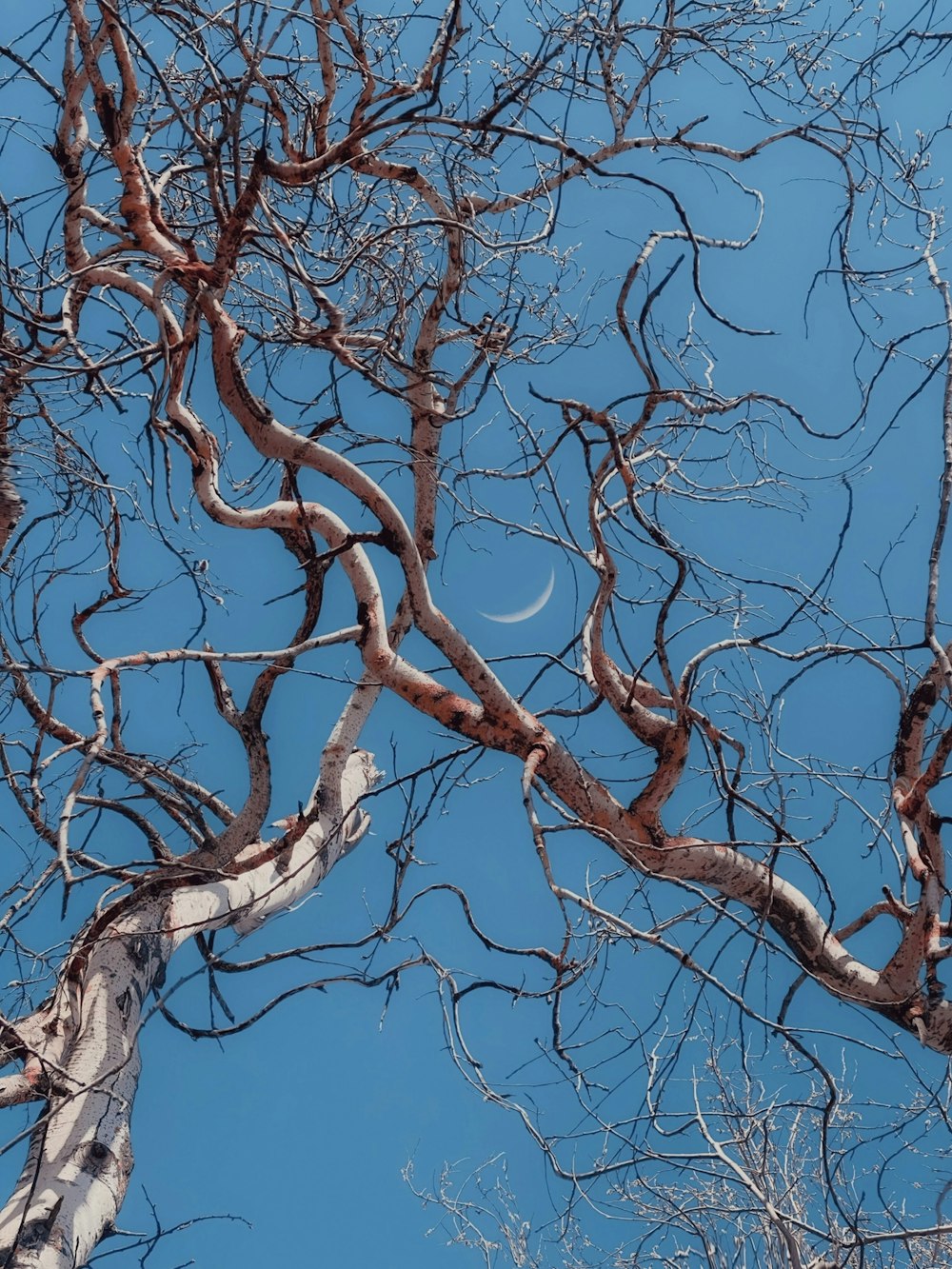 the branches of a tree against a blue sky