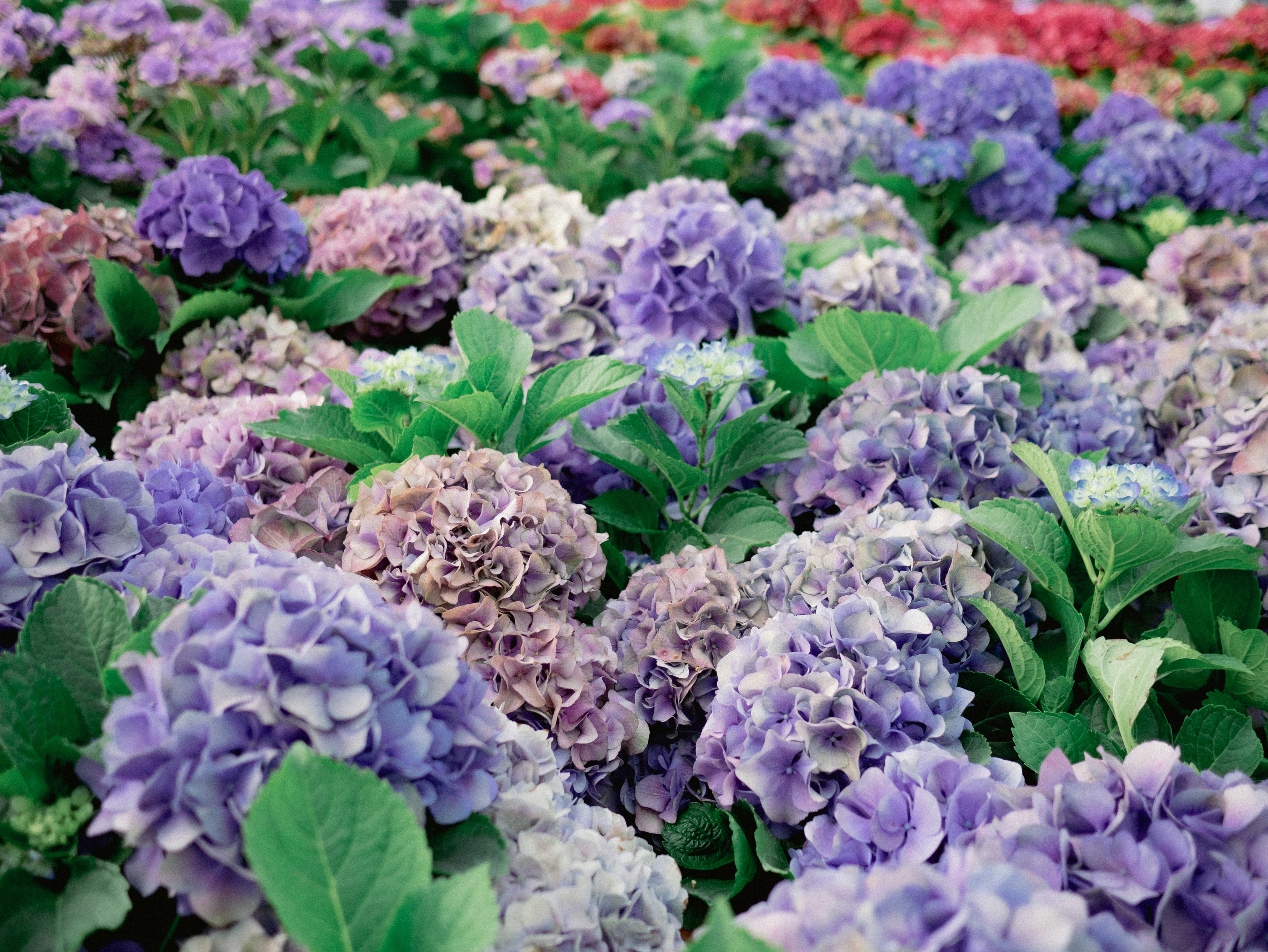 A field of purple and white flowers with green leaves photo – Free ...