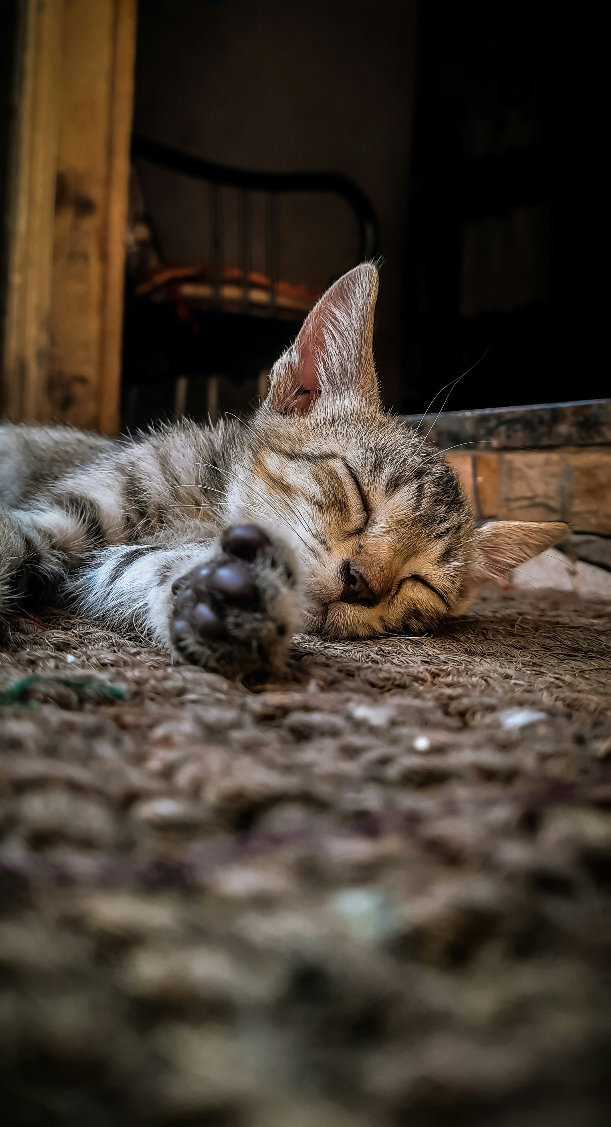 a cat sleeping on the floor with its eyes closed