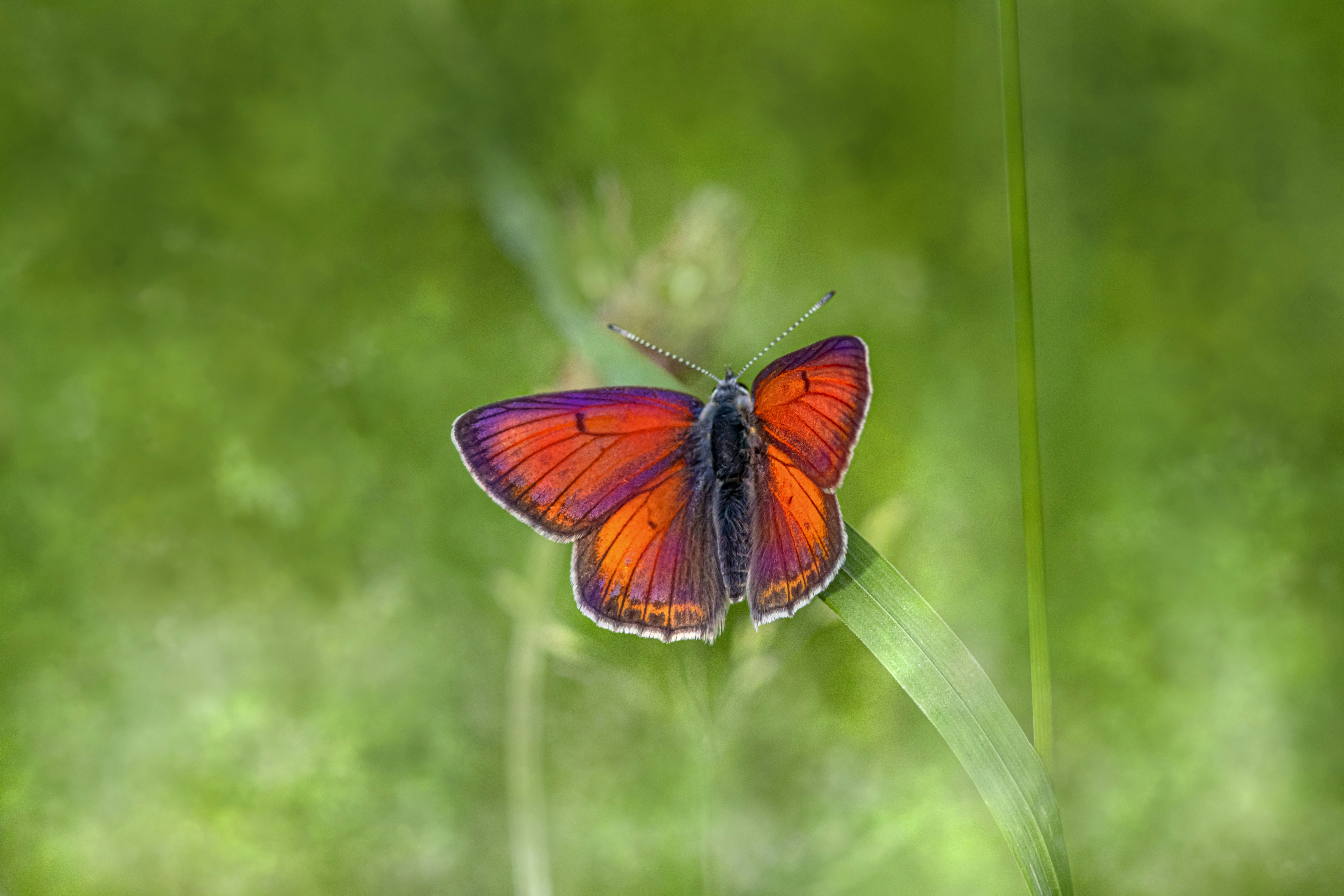 Photo by erik_karits