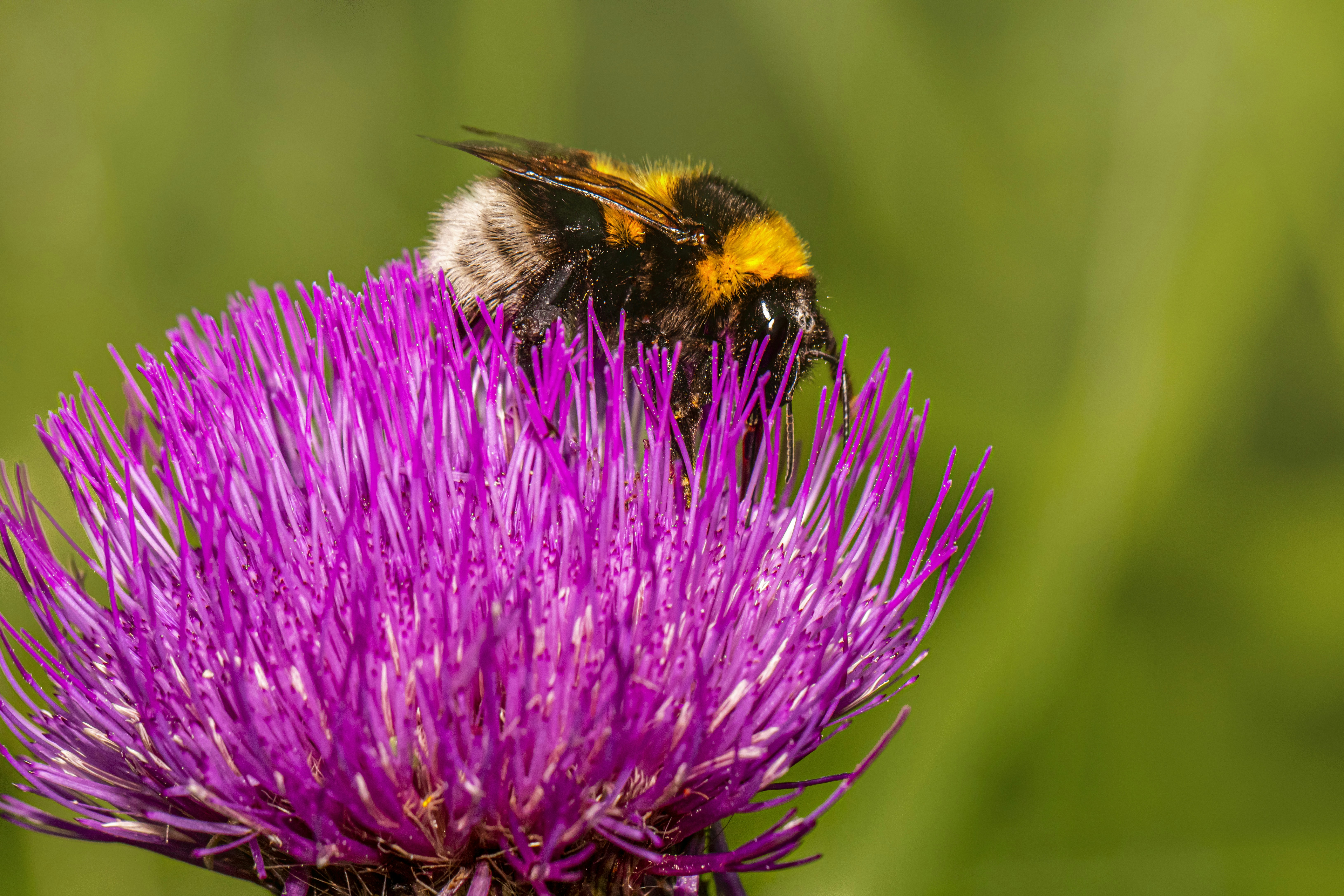 Pollinators of the Highlands: An Unlikely Partnership (image credits: unsplash)