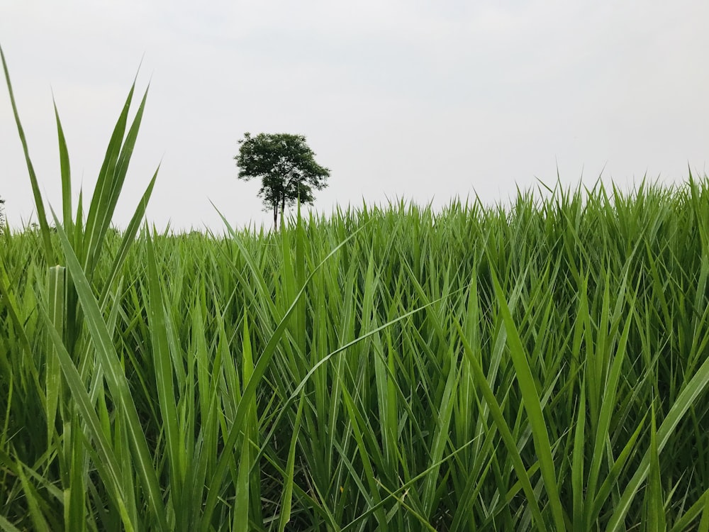 a lone tree in a field of tall grass
