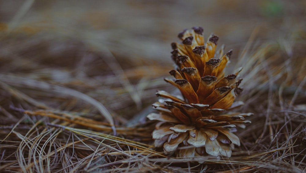 a close up of a pine cone on the ground