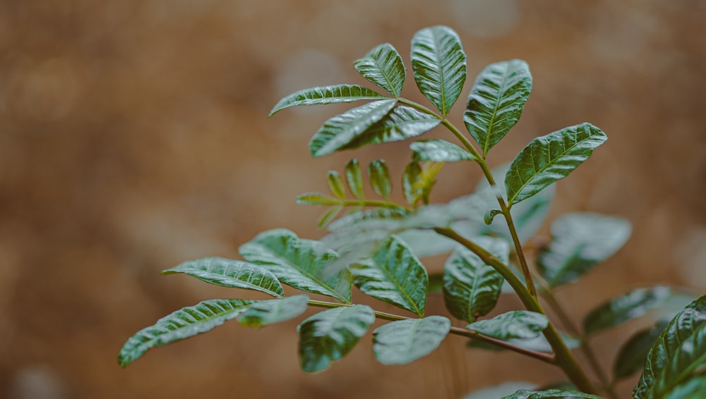 a close up of a plant with green leaves