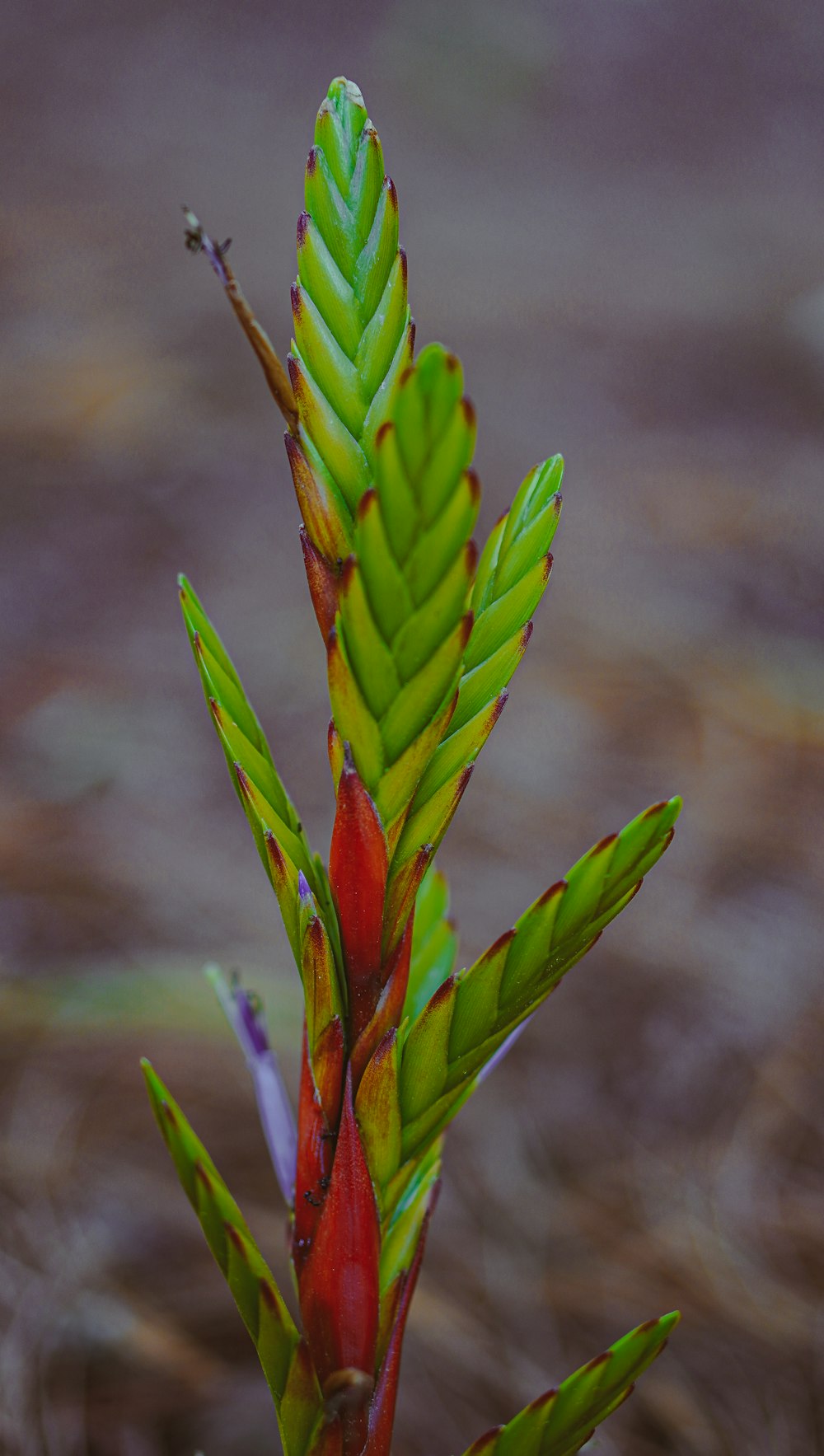 a close up of a green and red plant