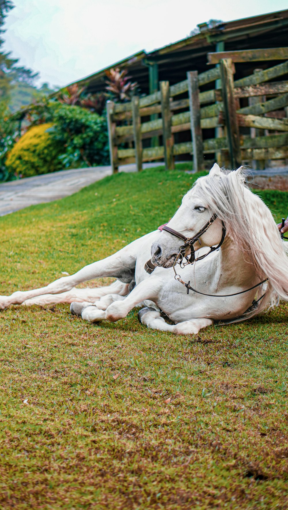 a white horse laying on top of a lush green field