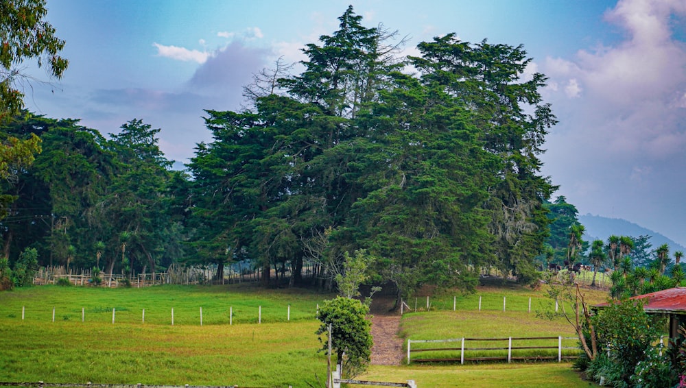 a grassy field with a white fence and trees in the background