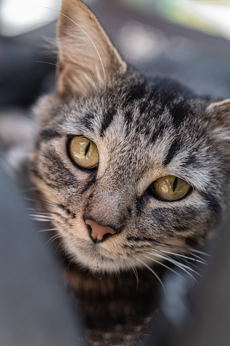 Primo piano di un gatto con occhi attenti
