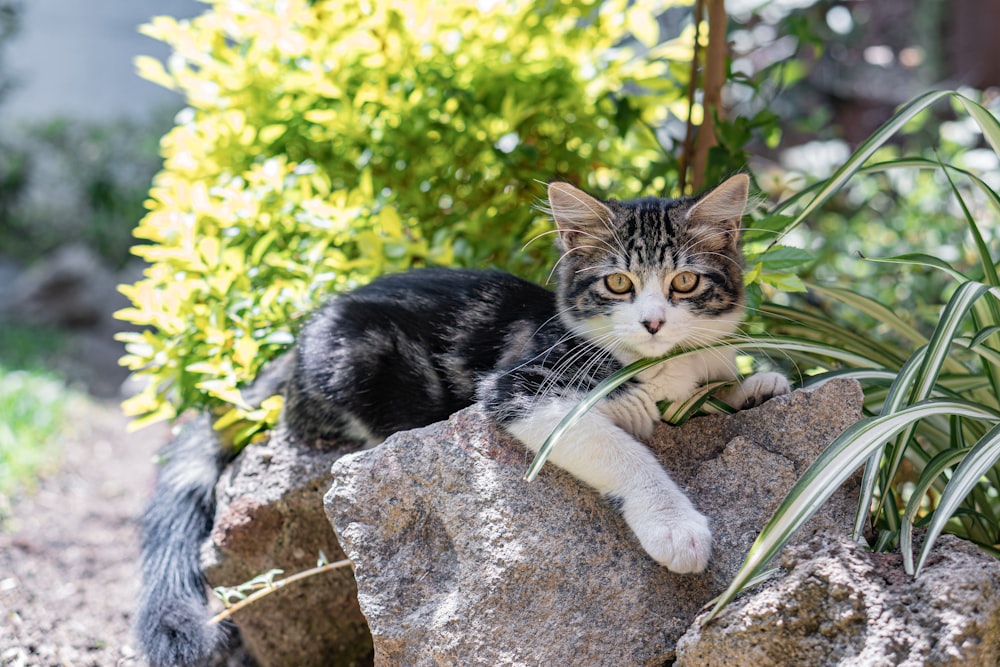 a cat sitting on a rock in a garden