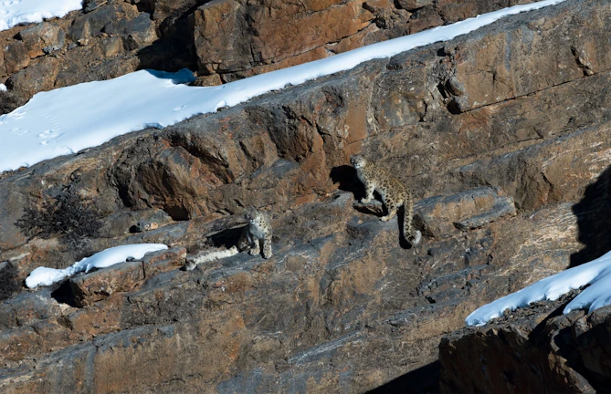 A mother snow leopard with her cub nestled among alpine rocks.