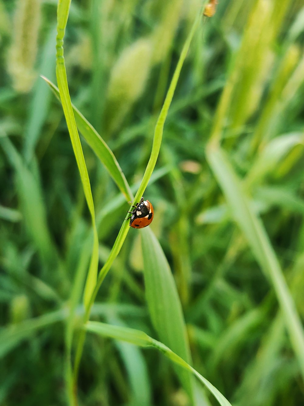 Ein Marienkäfer sitzt auf einem grünen Blatt