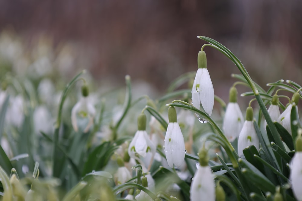 a group of white flowers with green stems