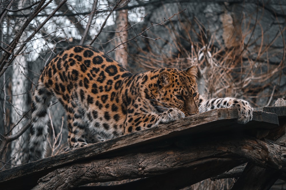 a large leopard standing on top of a wooden log