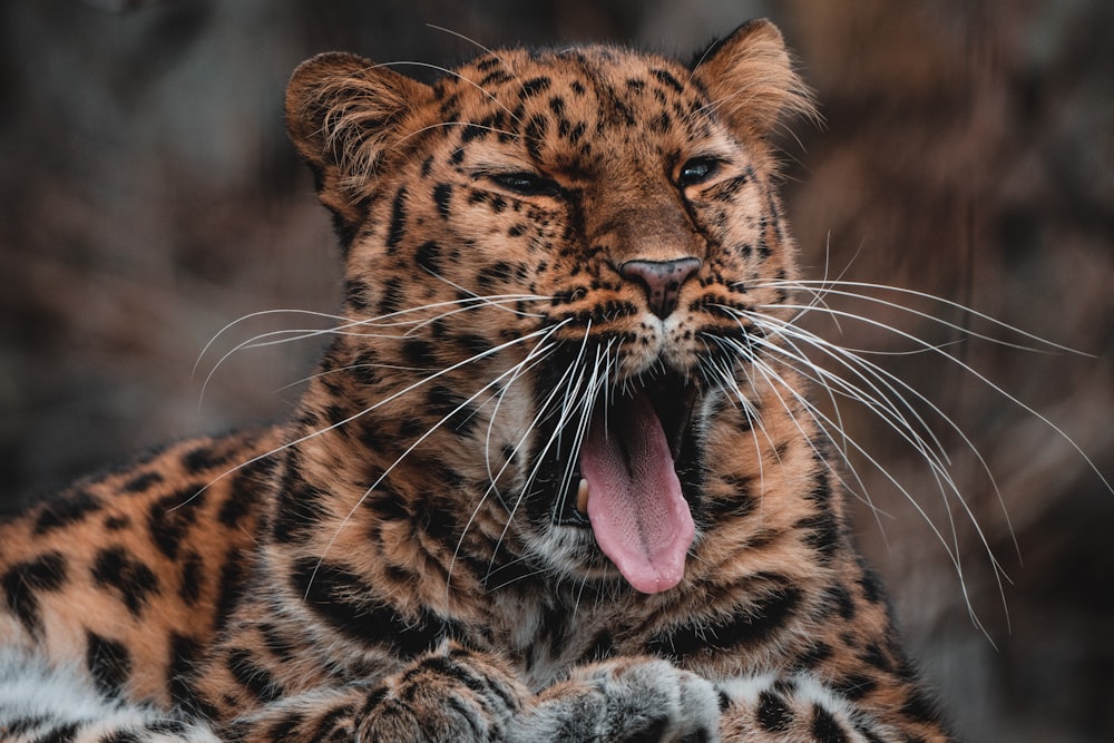 a close up of a leopard with its mouth open