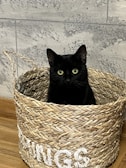 A black cat is sitting inside a woven basket placed on a wooden floor. The basket has braided handles and letters spelled out in white thread. The background features a textured, grayish stone wall, adding a rustic feel to the setting.