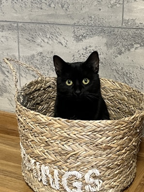 A black cat is sitting inside a woven basket placed on a wooden floor. The basket has braided handles and letters spelled out in white thread. The background features a textured, grayish stone wall, adding a rustic feel to the setting.