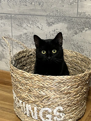 Finished premium handwoven cat baskets displayed in a cozy, elegant setting