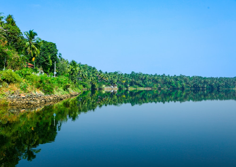 a body of water surrounded by lush green trees