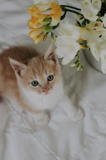 A curious kitten dressed in a tiny, colorful dress sitting among flowers